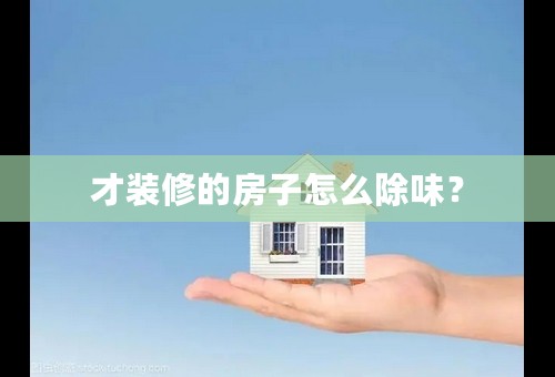才装修的房子怎么除味？