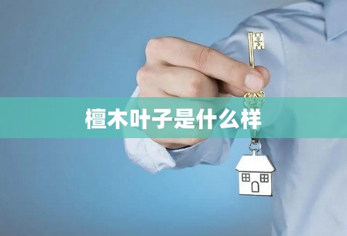 檀木叶子是什么样