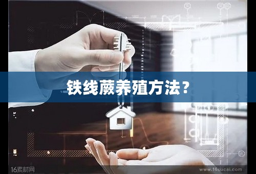 铁线蕨养殖方法？